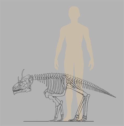 Terrestrial Anglerfish Skeletal Sketch by firekitsune99 on DeviantArt