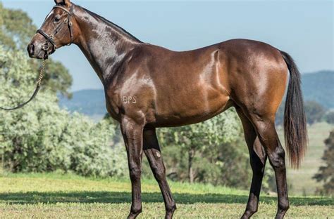 Sebring Colt Bought At Inglis Easter Proven Thoroughbreds