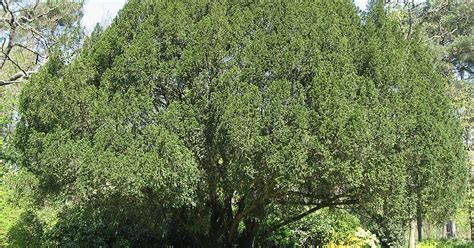 Jardin Du Pr Catelan En Th Arrondissement Of Paris Par S France