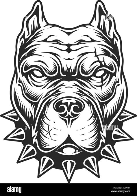 Pitbull Head In Black And White Color Style Vector Illustration Stock