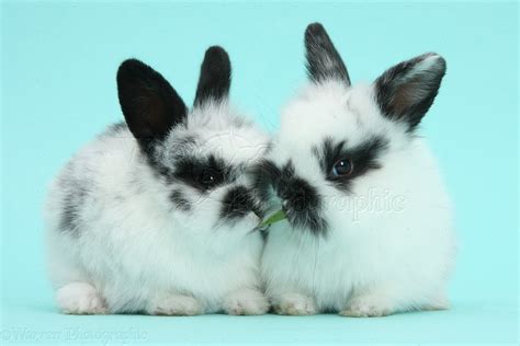 Cute black-and-white baby bunnies on blue background photo WP40459