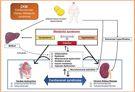 Unraveling Chronic Cardiovascular and Kidney Disorder through the