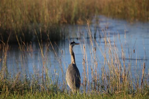 Great Blue Heron 3 Field Marks Large Gray Blue Heronwhit Flickr