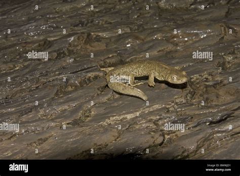 Jóvenes Brook Tritón Pirenaico Euproctus asper chorro de agua roca