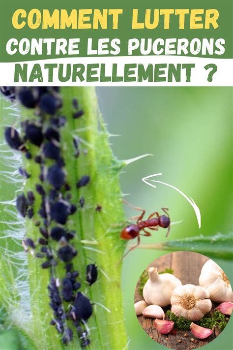 Jardin Comment Lutter Contre Les Pucerons Naturellement Artofit