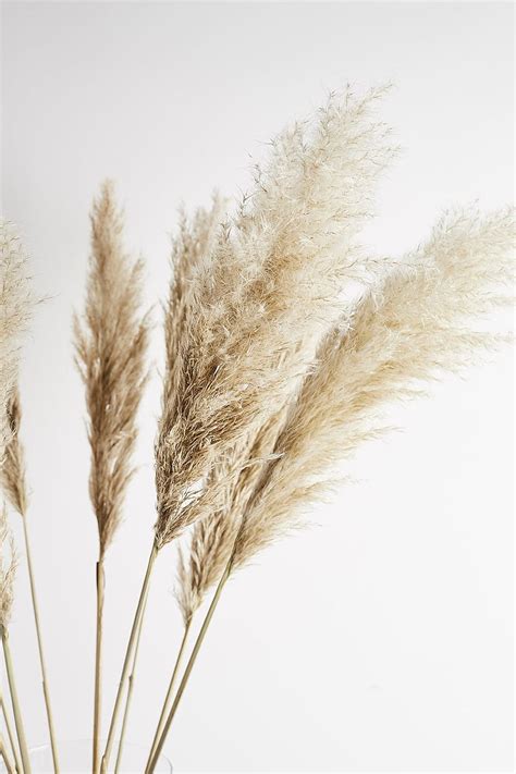 Pampas Grass 120cm HD Phone Wallpaper Pxfuel