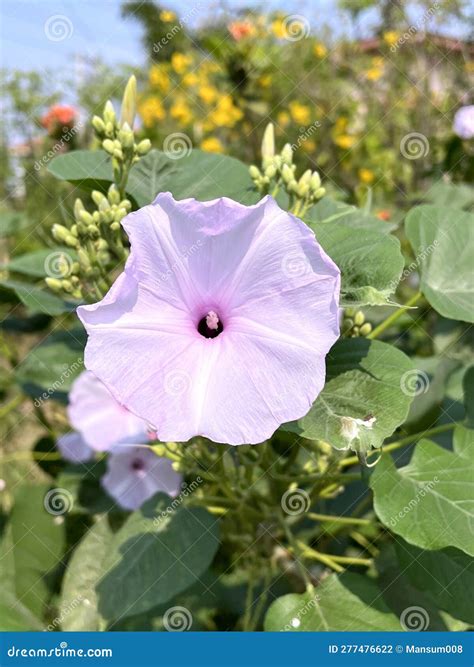 The Water Spinach Ipomoea Carnea Is A Species Of The Ipomoea Genus