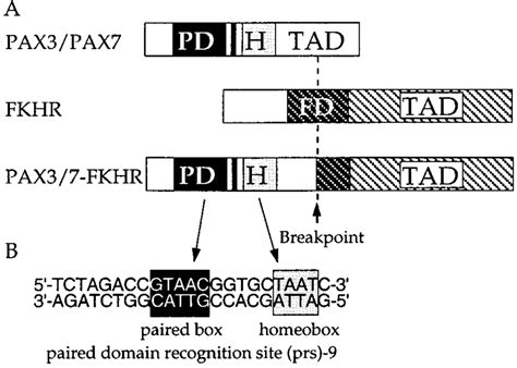 A Structure Of PAX3PAX7 FKHR And PAX37FKHR The Paired Domain PD