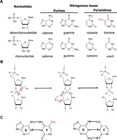 Properties Of Nucleic Acids A The Structures Of Deoxyribonucleotides