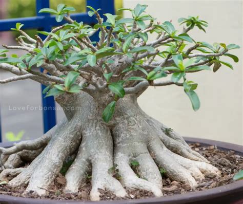 Desert Rose Plant Bonsai: How to Grow and Care for Your Own Little ...