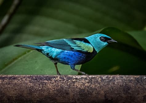 Blue Necked Tanager Owen Deutsch Photography