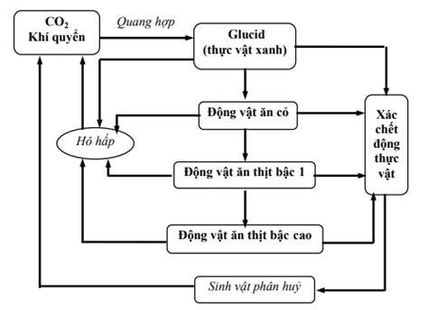 Hệ sinh thái là gì Các đặc trưng của hệ sinh thái https vvc vn