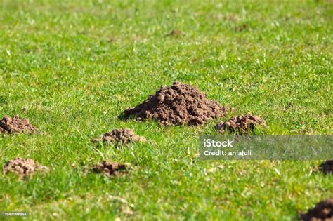 Mole Hill In Garden Mole Dig Tunnel Stock Photo - Download Image Now ...