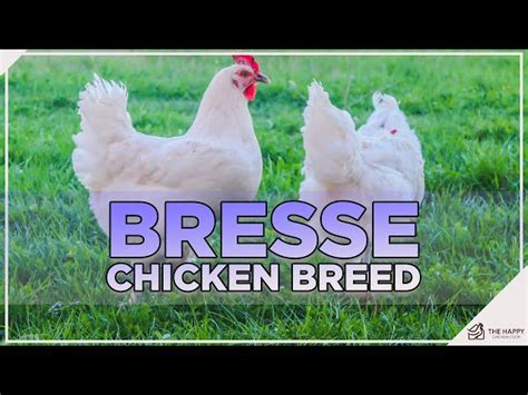 Bresse Chicken Eggs Per Year Informacionpublica Svet Gob Gt