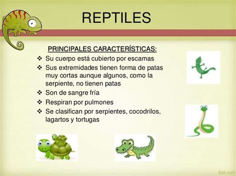 REPTILES PRINCIPALES CARACTERÍSTICAS Su cuerpo está cubierto por