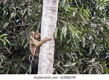 Monkey Climbing Coconut Tree Stock Photo 613006790 | Shutterstock