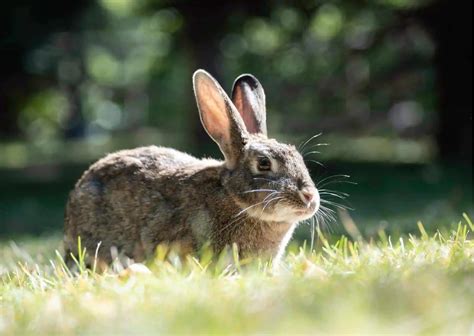 Cottontail Rabbit Behavior - AnimalBehaviorCorner