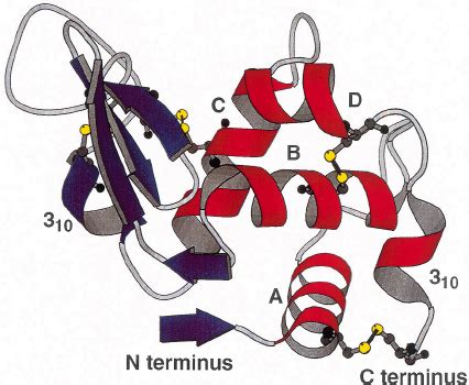 Schematic View Of The Structure Of Hen Egg White Lysozyme The Two