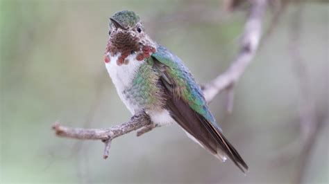 Broad Tailed Hummingbird Identification Size Breeding Areas