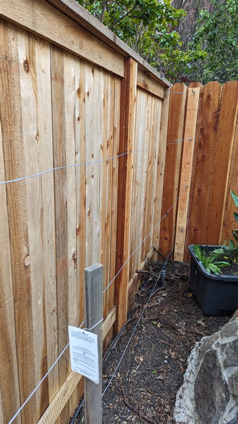 Pear Espalier Project - General Fruit Growing - Growing Fruit