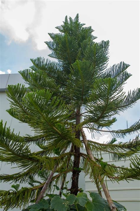 House Pine Or Araucaria Heterophylla Stock Image Image Of Group