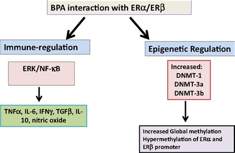 Frontiers Epigenetic Regulation Of Non Lymphoid Cells By Bisphenol A