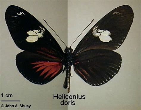 Heliconius