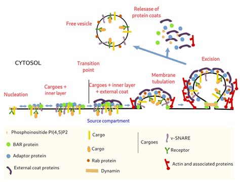 The Cell More Information Vesicles Atlas Of Plant And Animal Histology