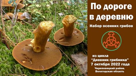 По дороге в деревню. Набор осенних грибов. Дневник грибника 7 октября ...