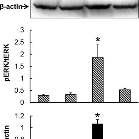 Chronic Plus Binge Alcohol Administration Impaired Erk Activation In