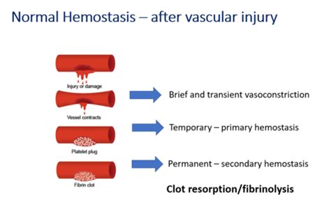 Haemostasis Flashcards Quizlet