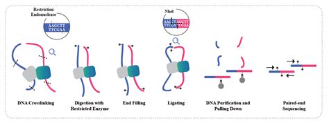 Hi C Based Genome Assembly