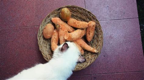 Can Cats Eat Sweet Potatoes Love Your Cat