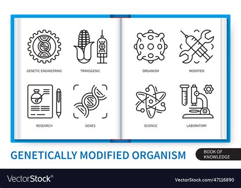 Genetically Modified Organism Gmo Infographics Vector Image