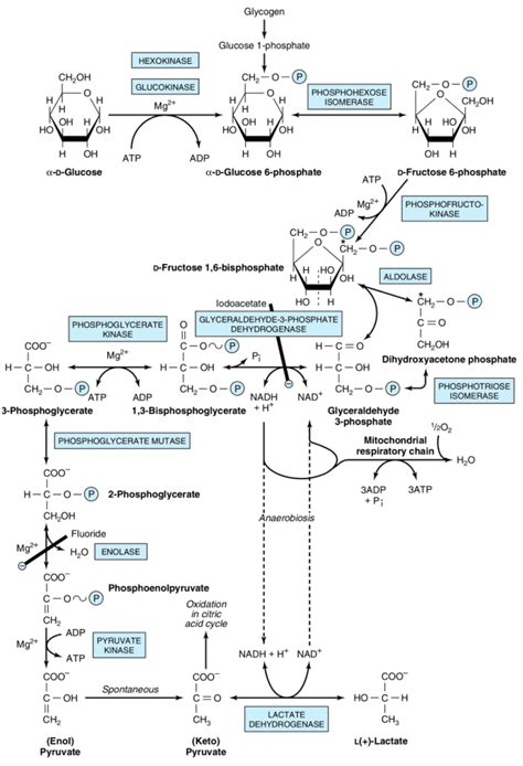 Glikolisis Jalur Embden-Meyerhof-Parnas – Biokimia Kedokteran – Caiherang