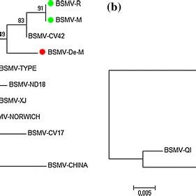 Phylogenetic Relationship Of The Three Bsmv Isolates Used In This Study