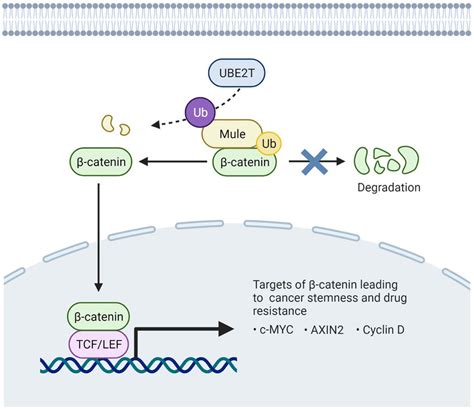 Schematic Representation Of The Interplay Of Ube T And Mule In