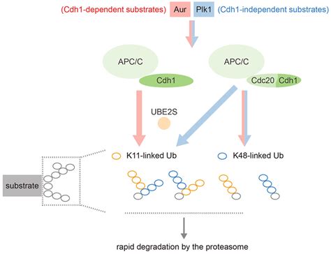 Schematic Illustrating The Complexity Of Apc C Substrate Specificity Download Scientific