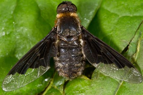 Harvey's Spiders n Stuff: Bee Fly - Hemipenthes morioides