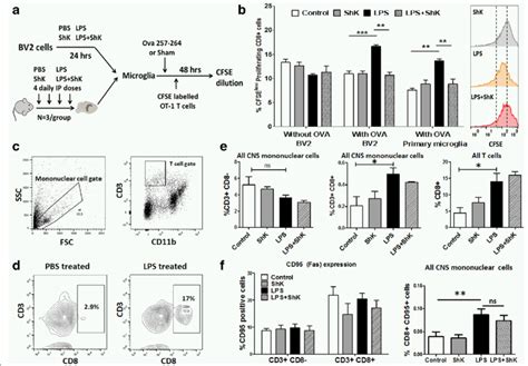 Kv1 3 Blockade Inhibits LPS Induced MHCI Restricted Antigen