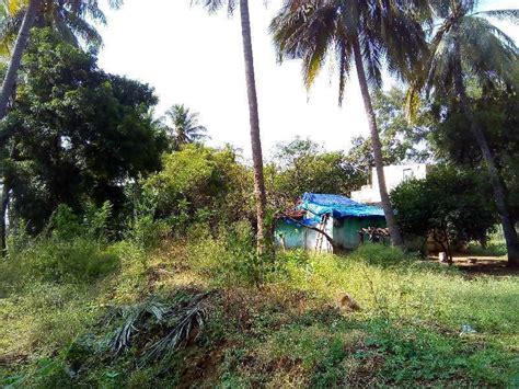 Agricultural Land Acre For Sale In Kovil Pappakudi Madurai Rei