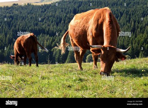 Vaches Salers Banque De Photographies Et Dimages à Haute Résolution