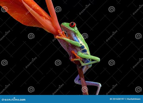 Red Eyed Tree Frog On Flower Stock Image Image Of Animal Eyes 251630197