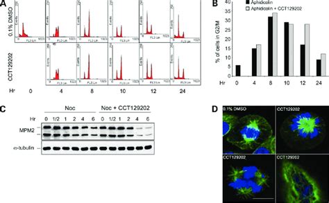 Effect Of CCT129202 On Cell Cycle And Cell Morphology A HCT116 Cells