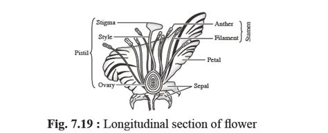 draw  labelled diagram   longitudinal section   flower