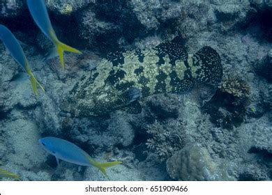 Grouper On Great Barrier Reef Hastings Stock Photo 651909466 | Shutterstock