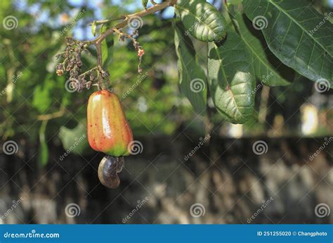 Cashewnut Fruit at the Tree , Cashew Nut, Local Fruits, Southern Thailand Stock Photo - Image of ...