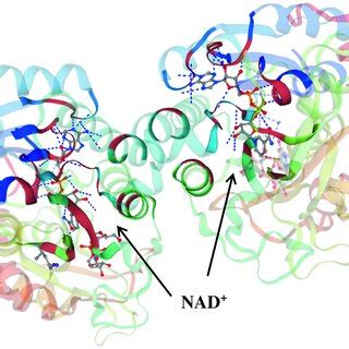 The Galactose Metabolic Pathway Leloir Pathway Galk Galactokinase