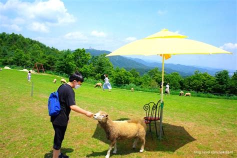 울산 어린이 체험 양떼목장 갈만하네요 네이버 블로그