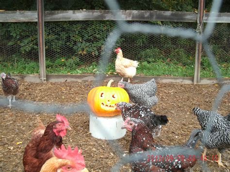 Baker Valley Pumpkin Carving Contest | Community Chickens